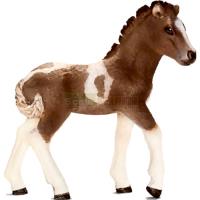 Preview Icelandic Pony Foal