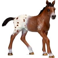 Preview Appaloosa Foal