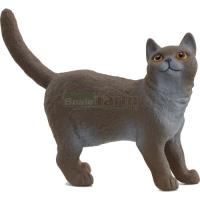 Preview British Shorthair Cat