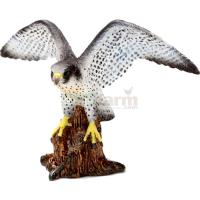 Preview Peregrine Falcon