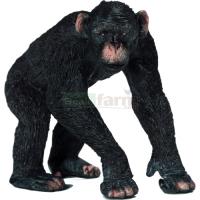 Preview Chimpanzee Male