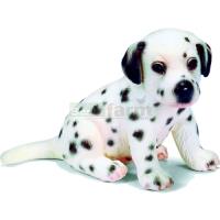 Preview Dalmatian Puppy, sitting