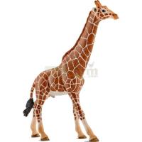 Preview Giraffe, Male