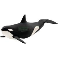 Preview Killer Whale