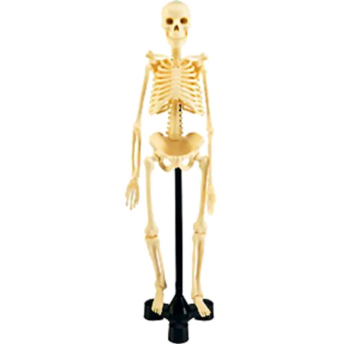 X-Ray Skeleton Anatomy Model