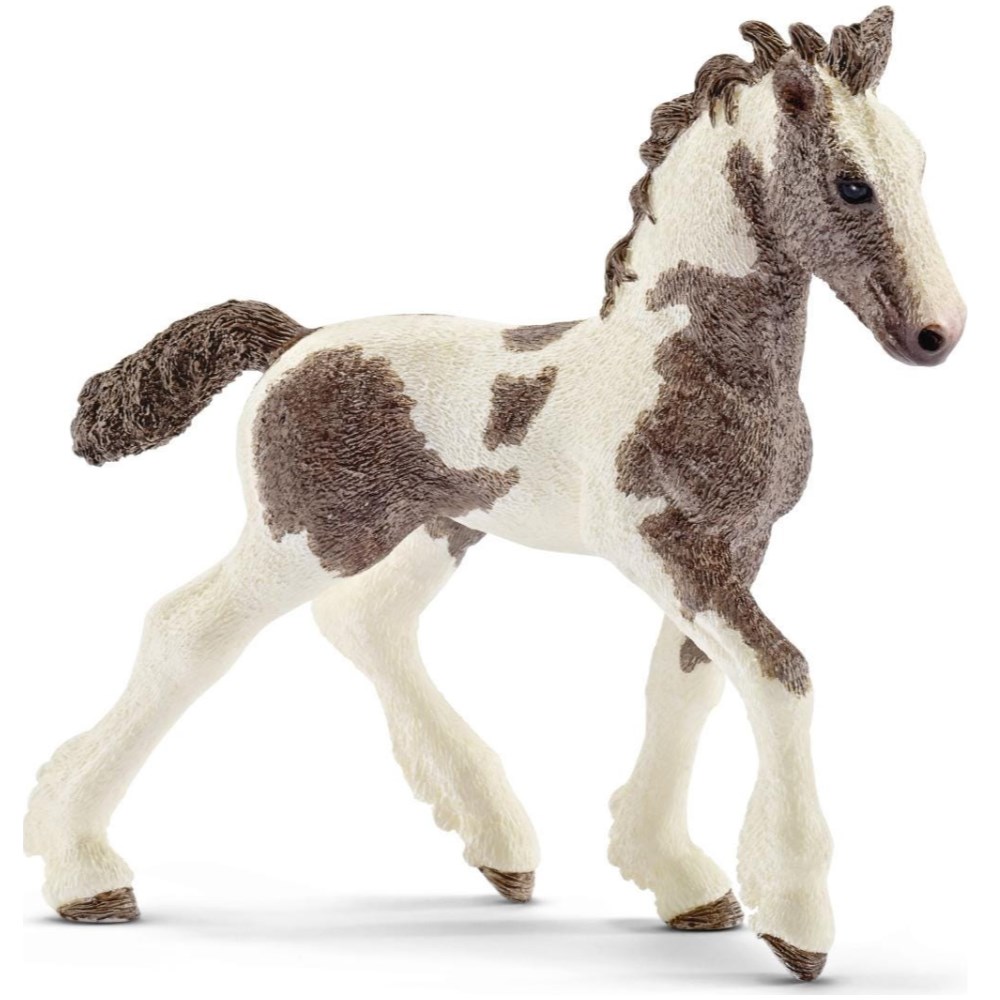 Tinker Foal