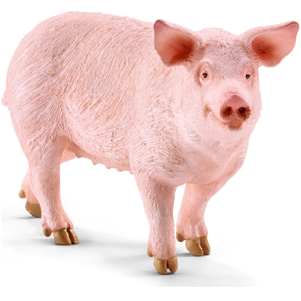 Pig