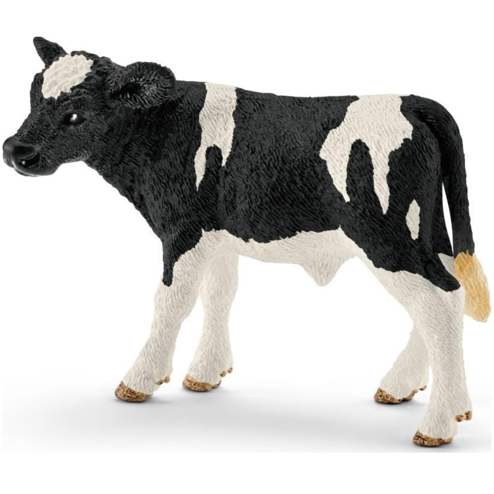 Holstein Calf