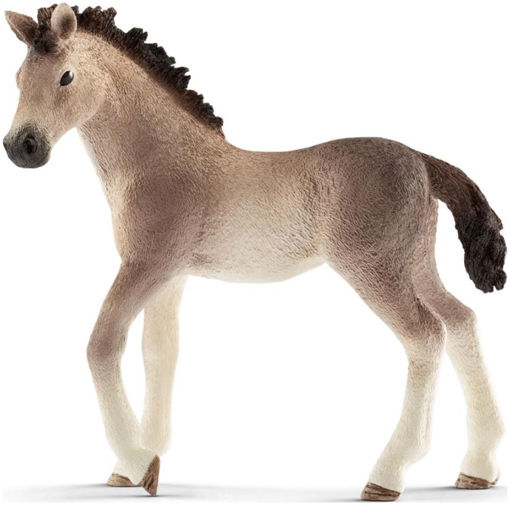 Andalusian Foal
