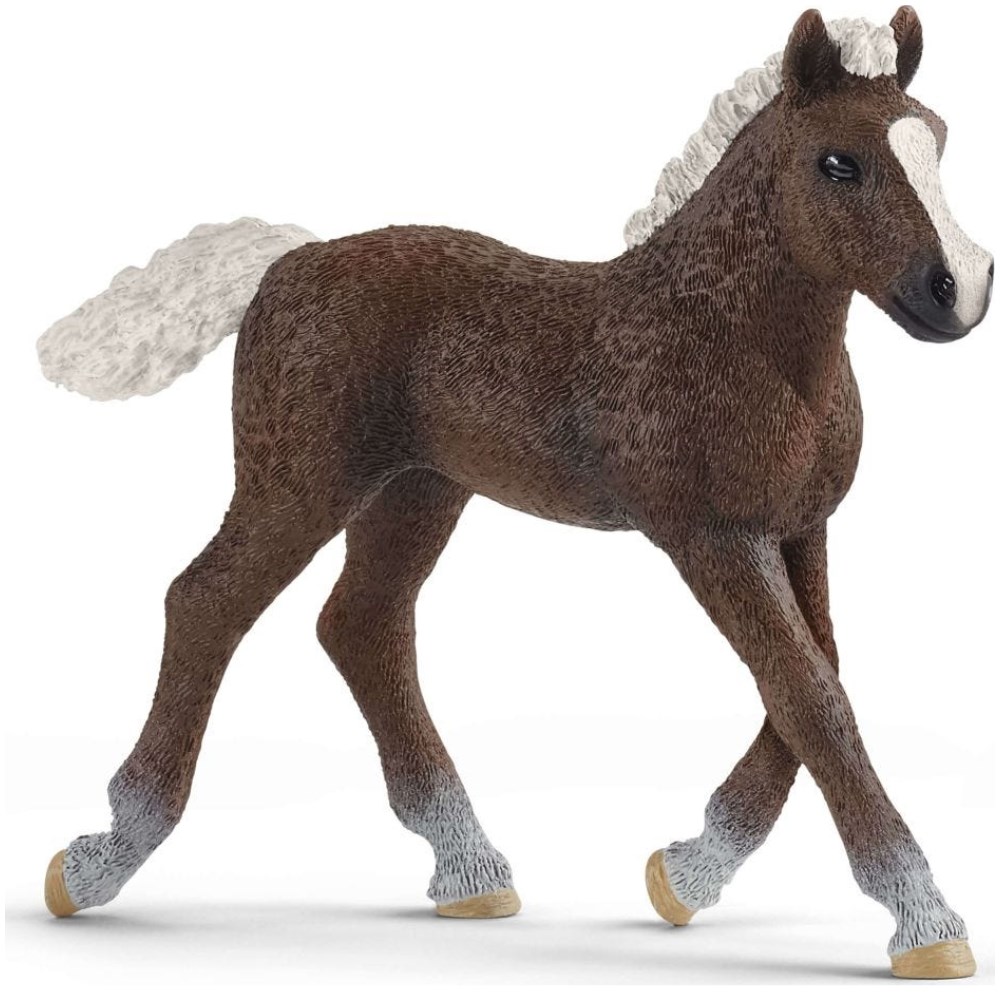 Black Forest Foal