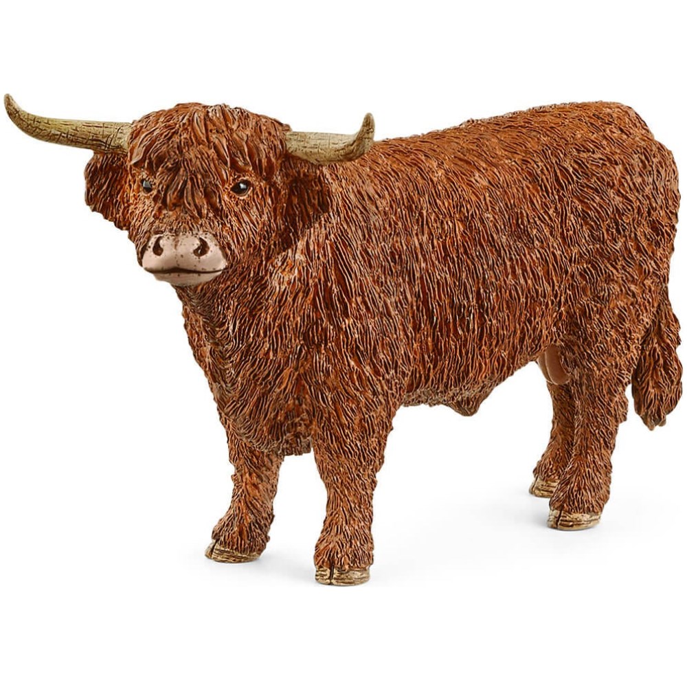 Highland Bull