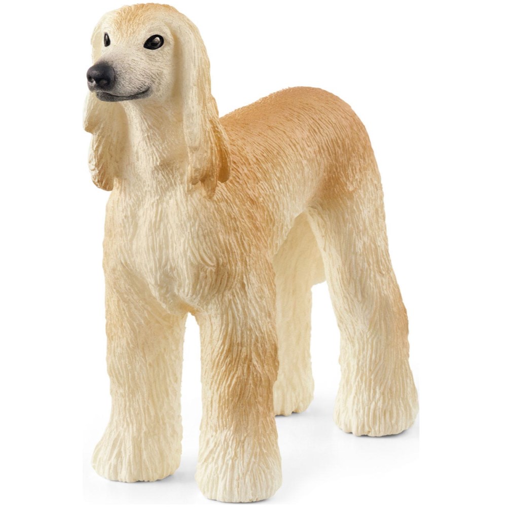 Afghan Hound
