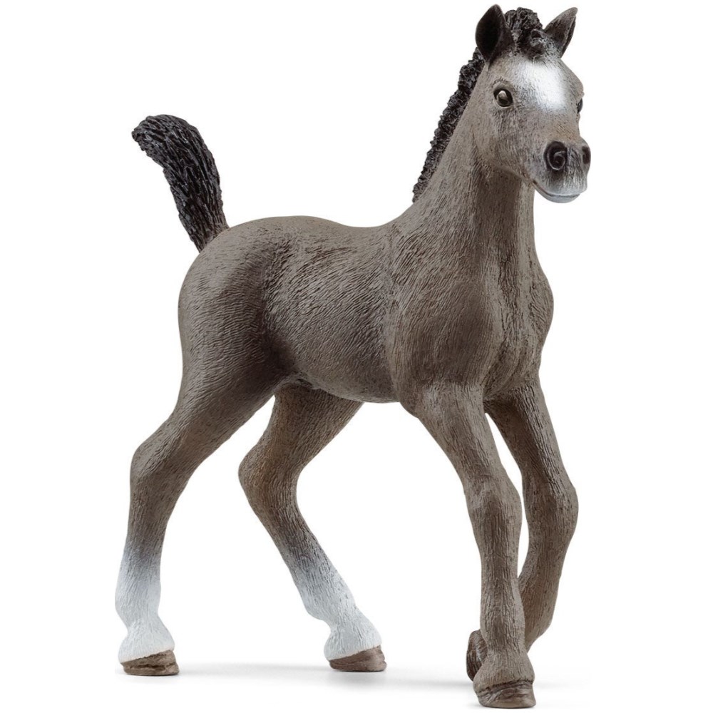 Cheval de Selle Francais Foal