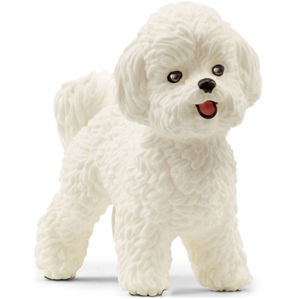 Bichon Frise