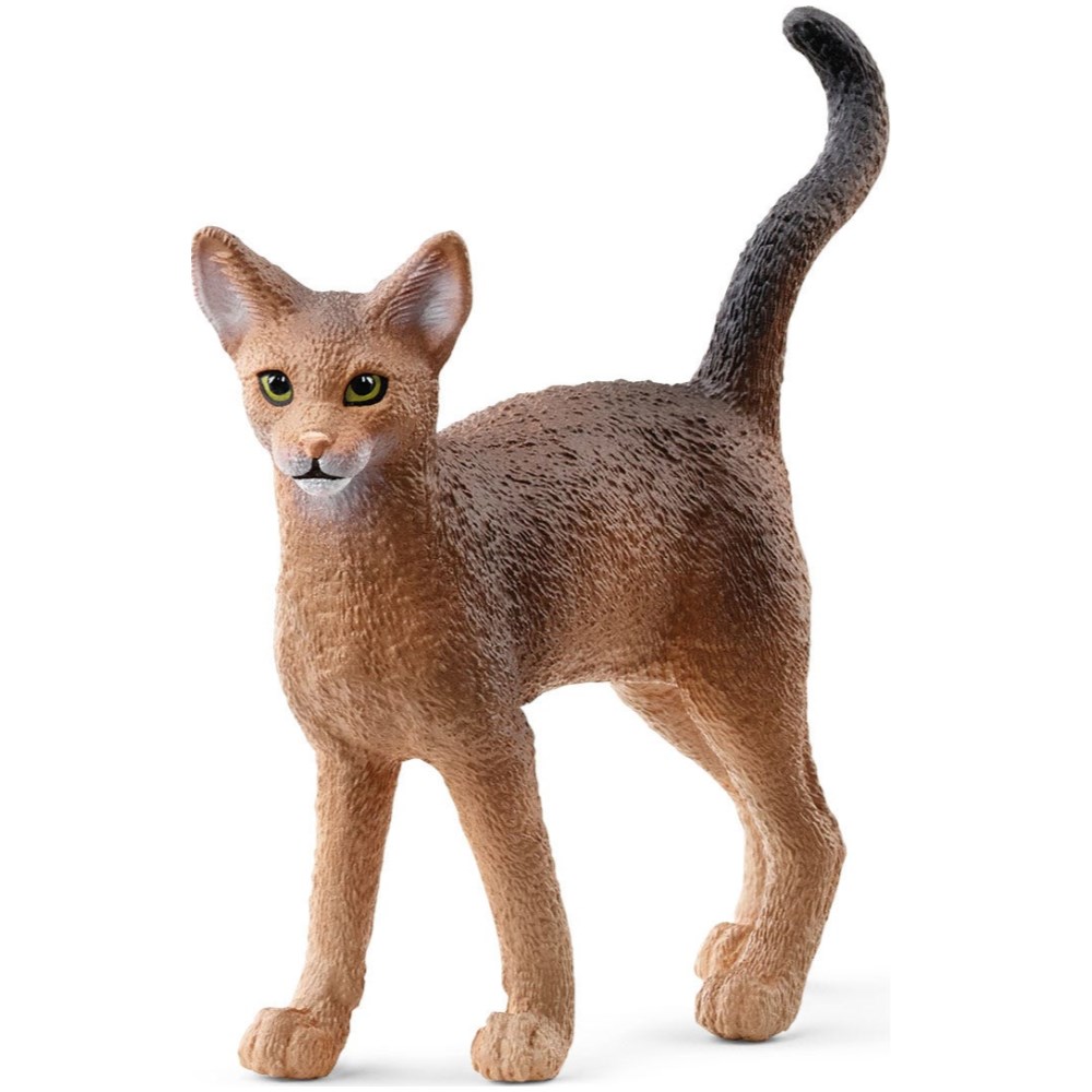 Abyssinian Cat