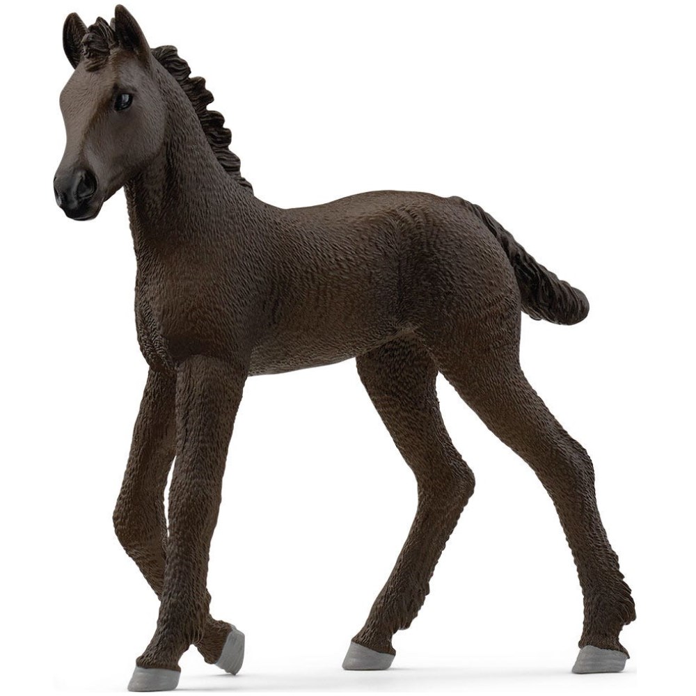 Friesian Foal