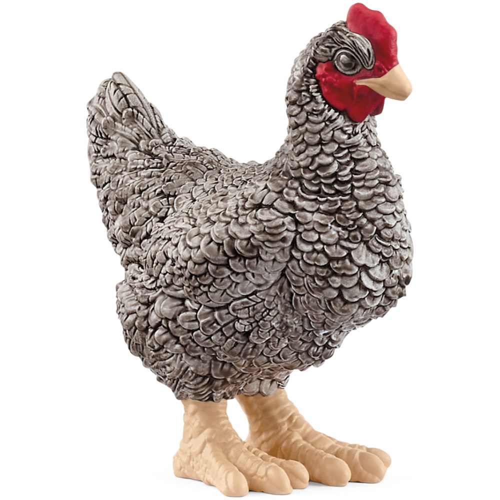 Plymouth Rock Chicken