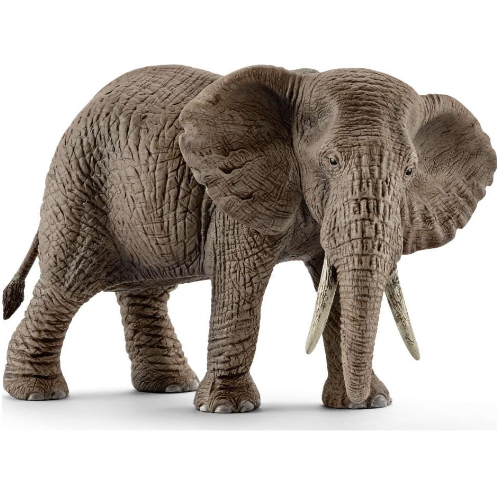 African Elephant, Female