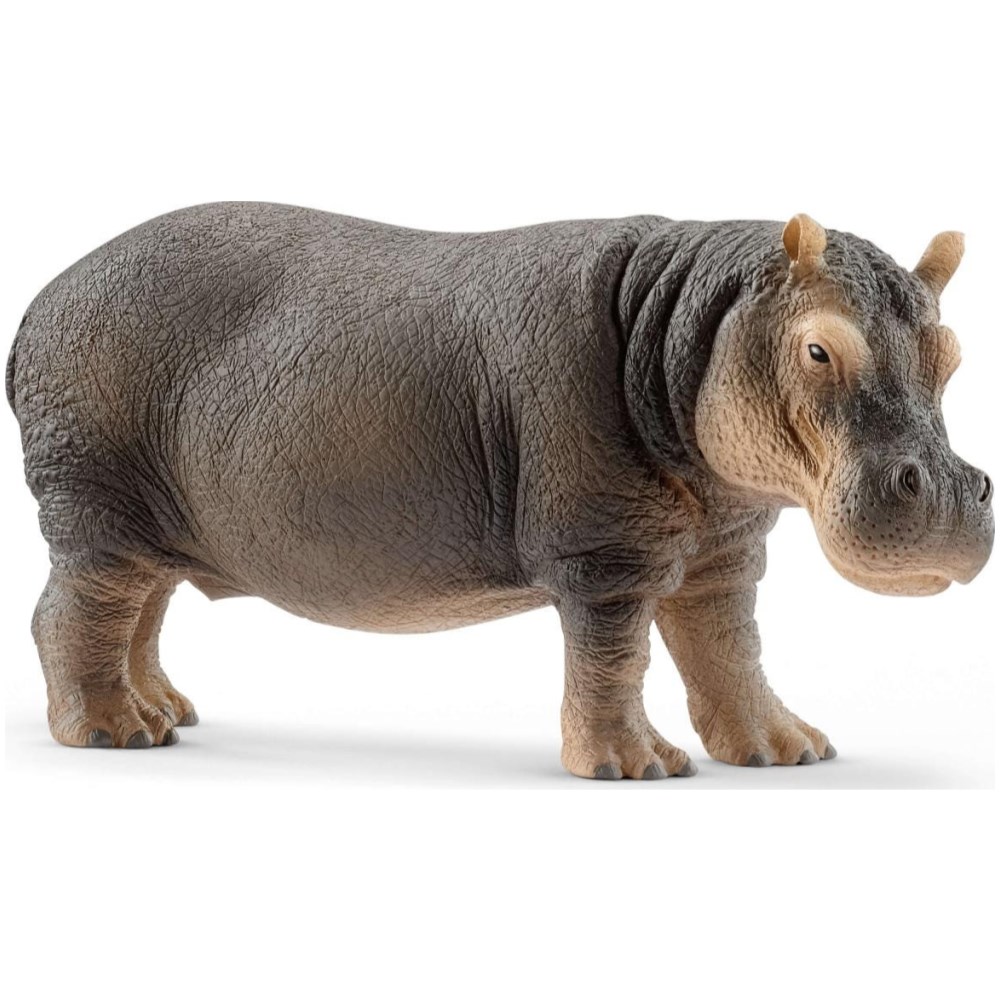 Hippopotamus