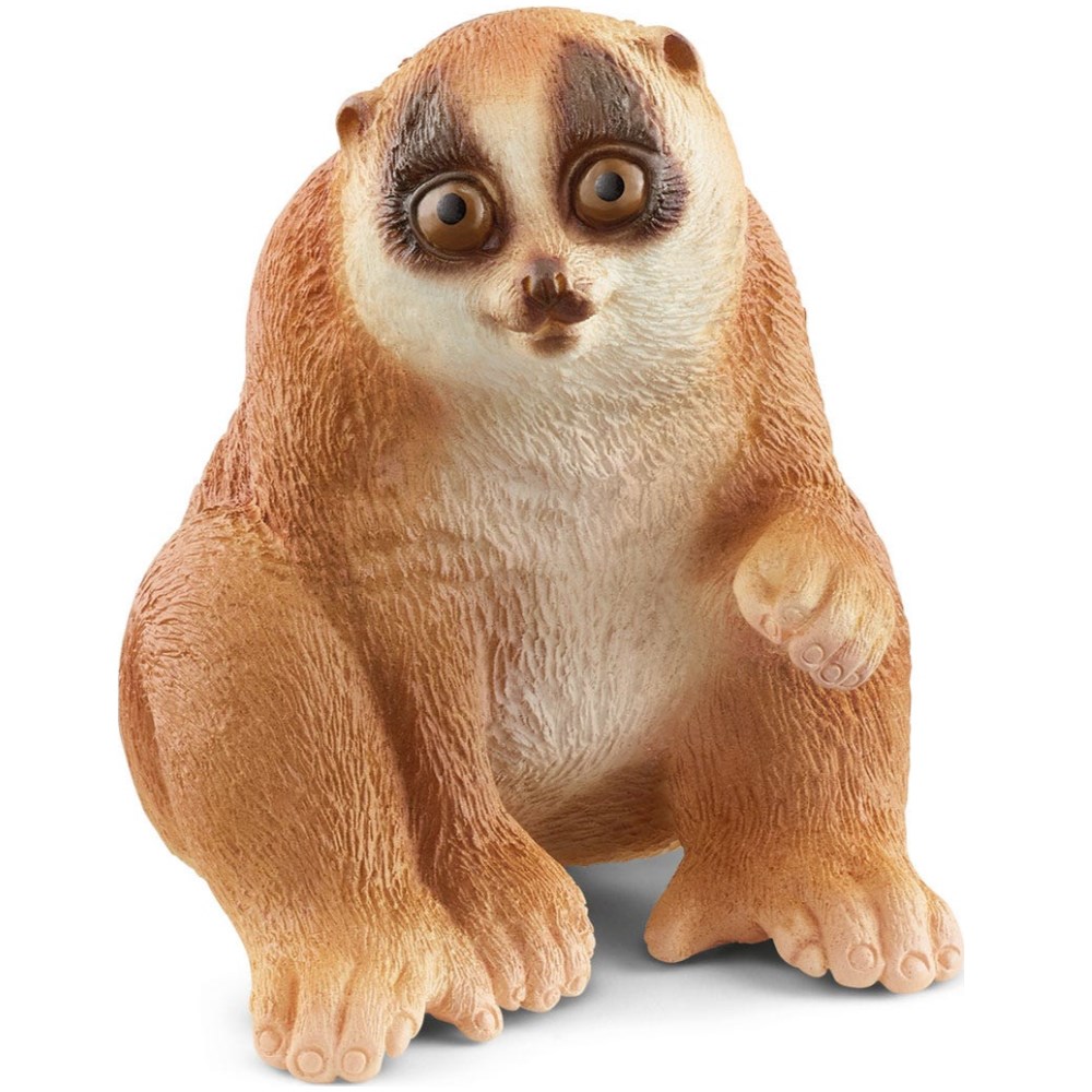 Slow Loris