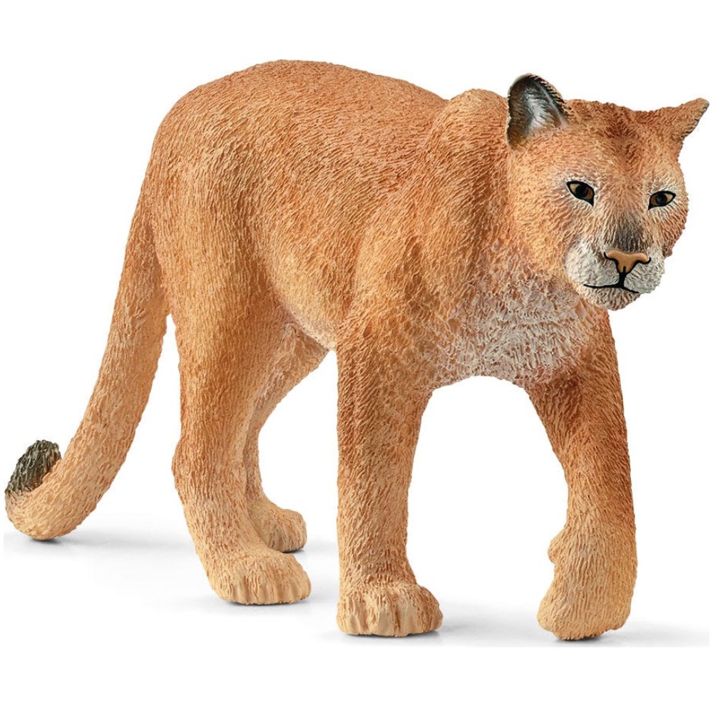 Mountain Lion (Cougar/Puma)