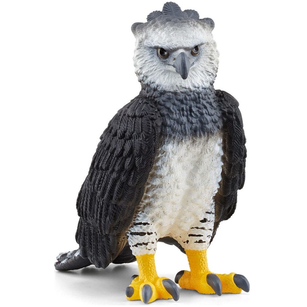 Harpy Eagle