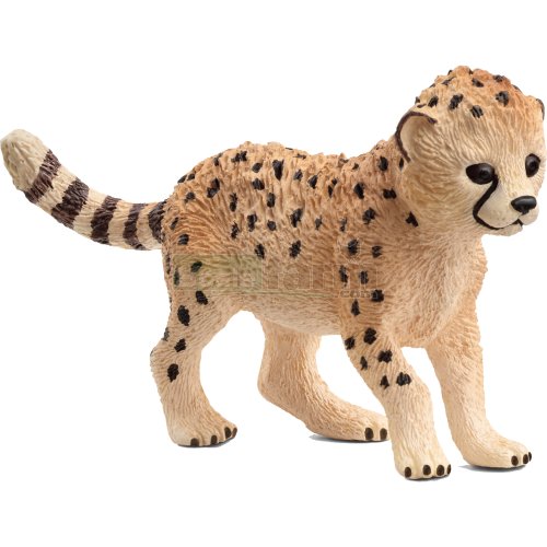 Cheetah Cub
