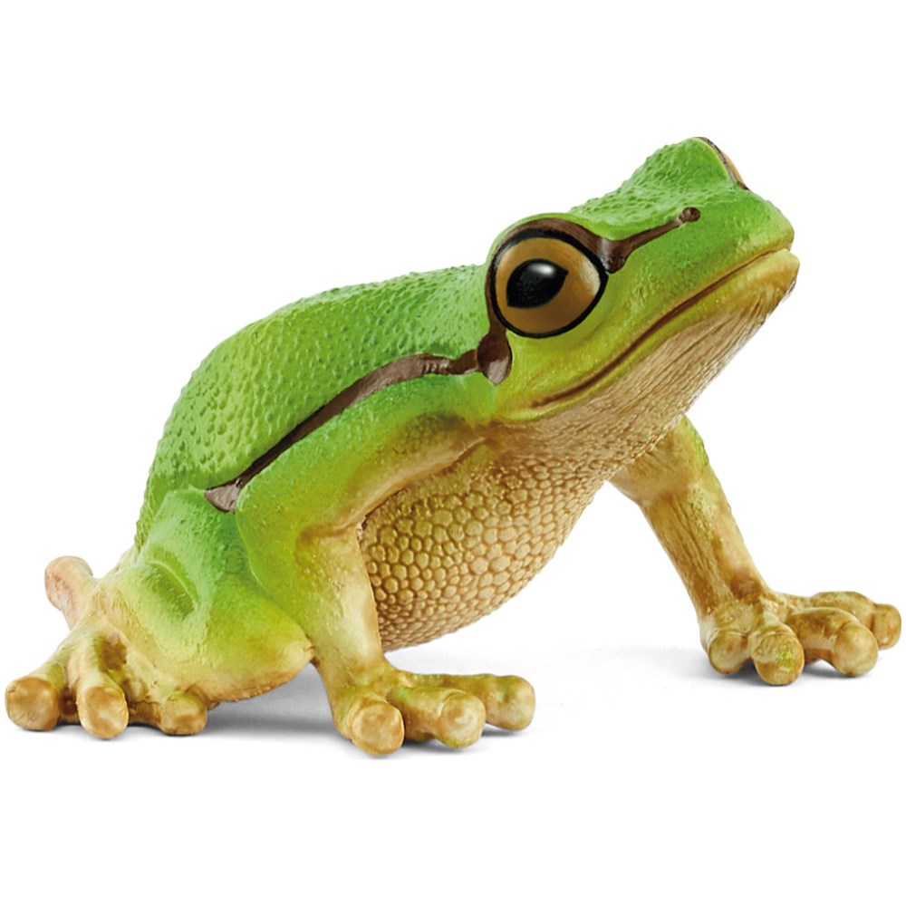 European Tree Frog