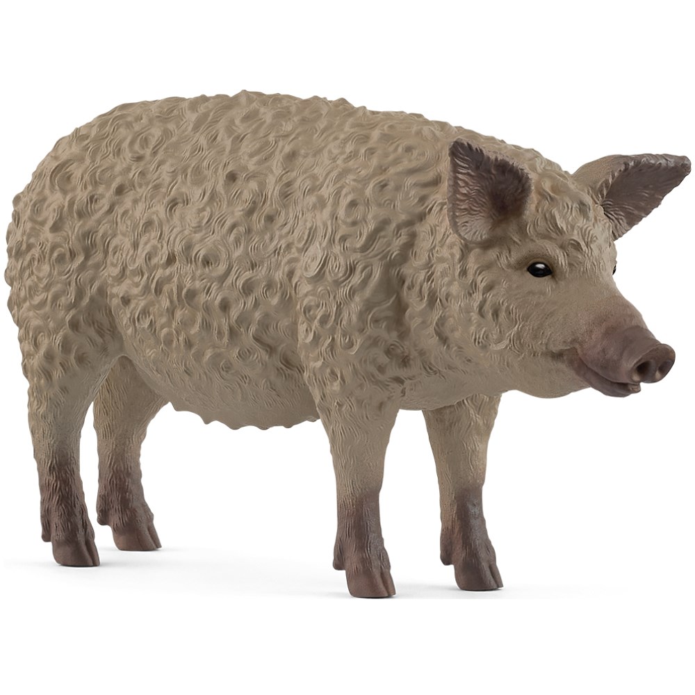 Mangalica Pig