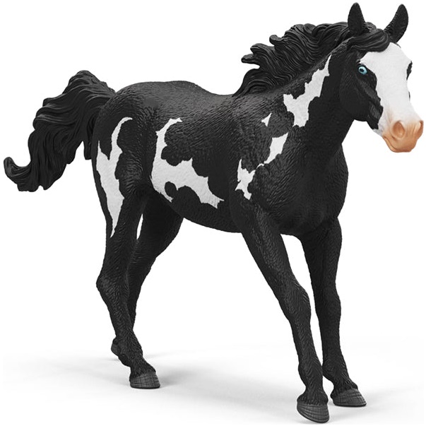 Paint Horse Gelding