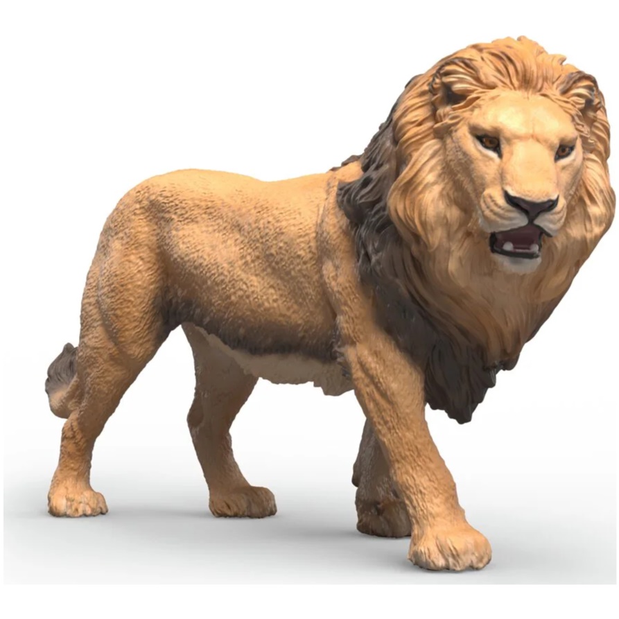 African Lion