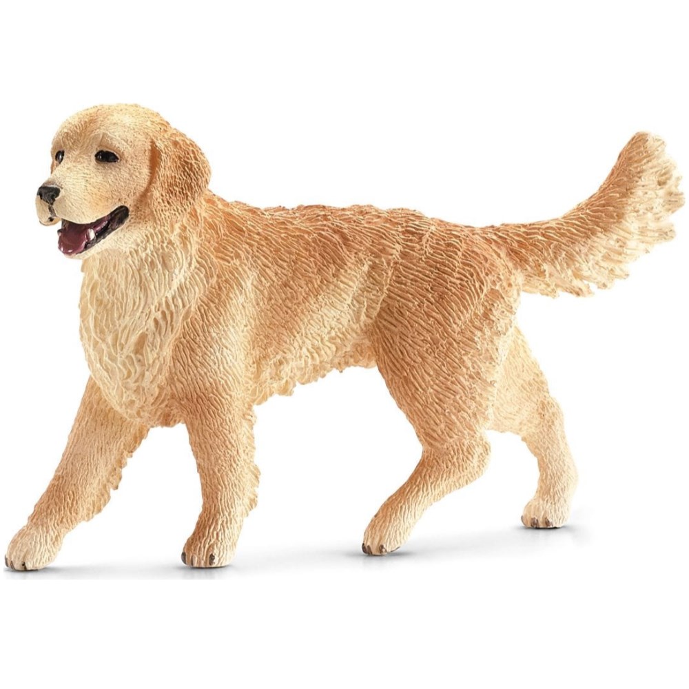Golden Retriever, Female