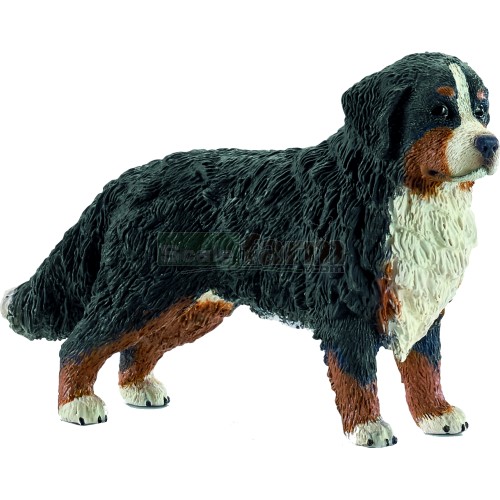 Bernese Mountain Dog, Female