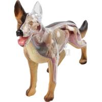 Preview X-Ray Dog Anatomy Model