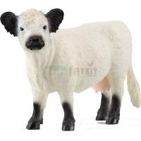 Preview Galloway Cow