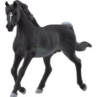 Preview Arab Stallion