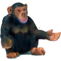 Preview Chimpanzee, Female