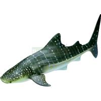 Preview Whale Shark